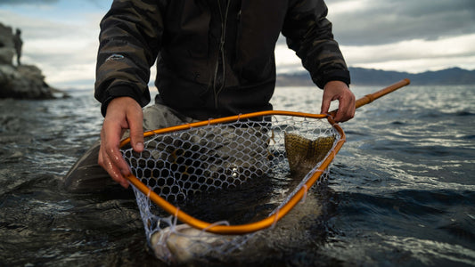 Rising - Brookie háfur