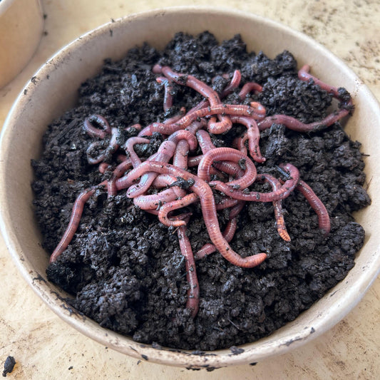 maðkur ormar silungamaðkur ormur